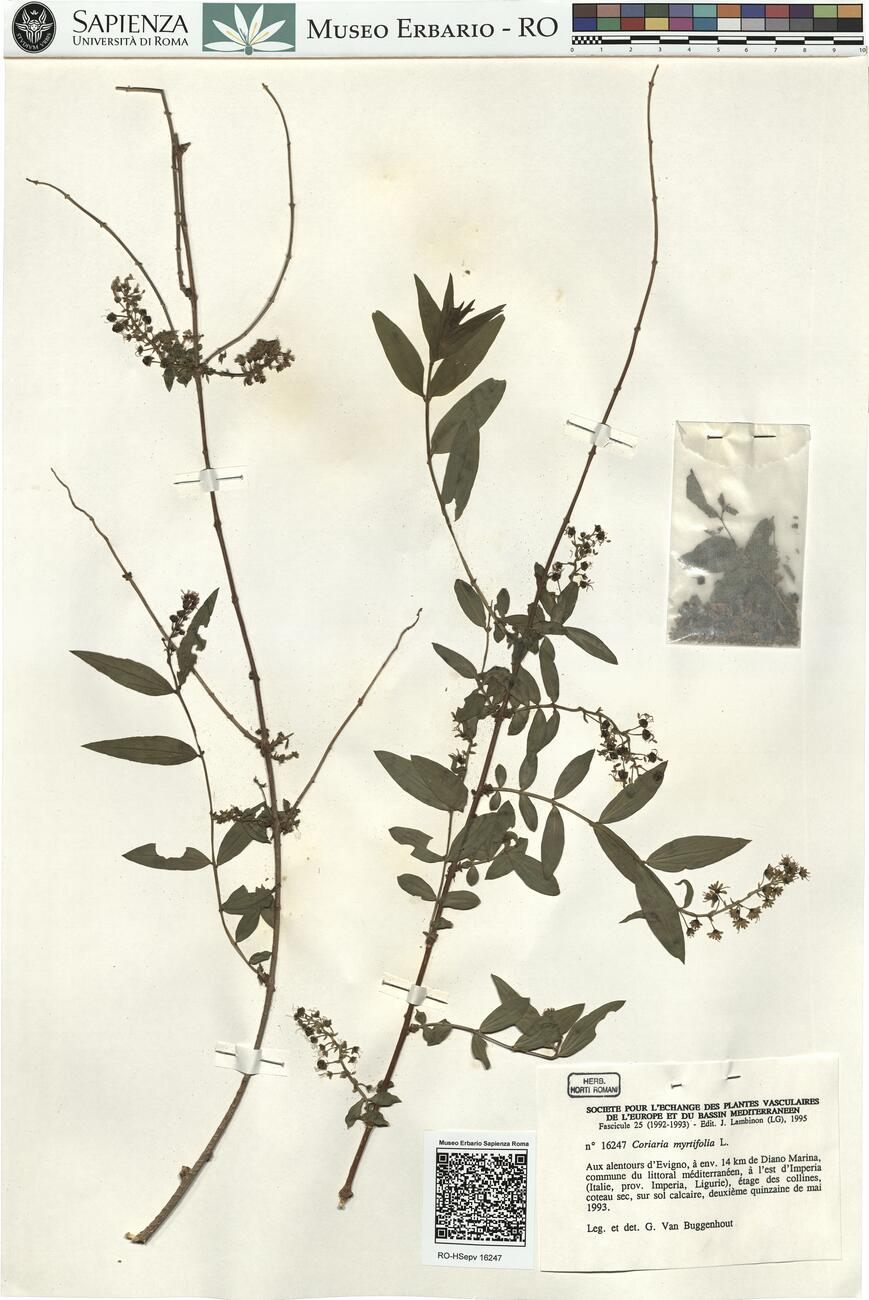 Coriaria myrtifolia L. -  RO-HSepv 16247 photo