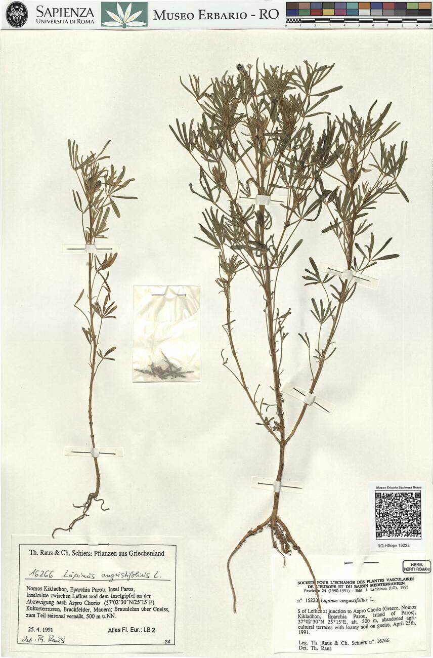 Lupinus angustifolius L. -  RO-HSepv 15223 photo
