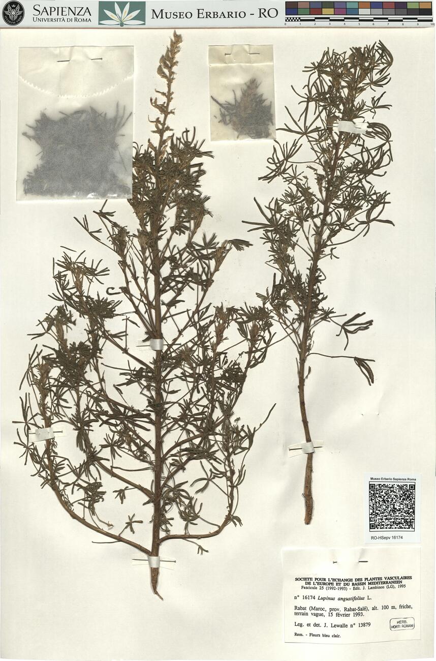 Lupinus angustifolius L. -  RO-HSepv 16174 photo