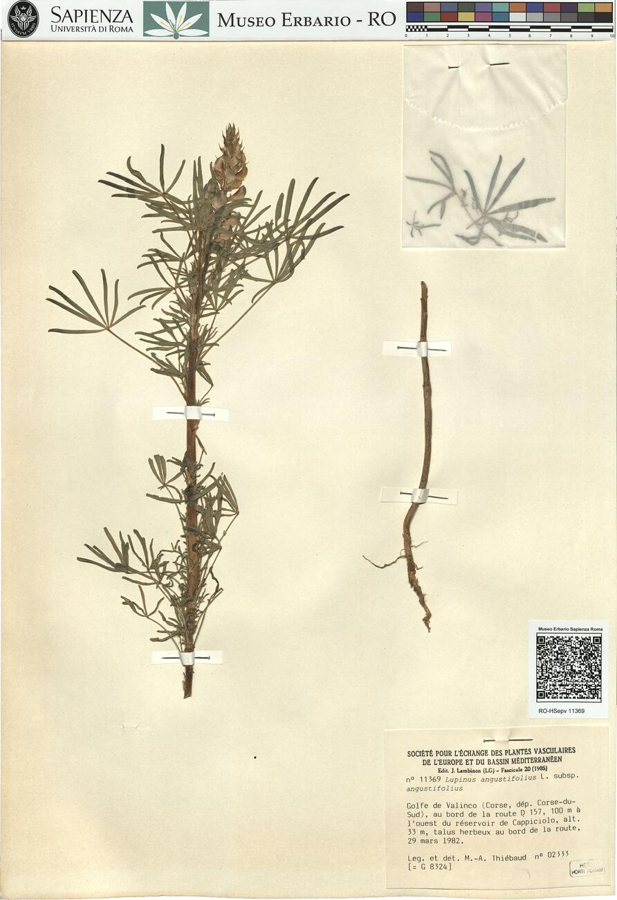 Lupinus angustifolius L. subsp. angustifolius -  RO-HSepv 11369 photo