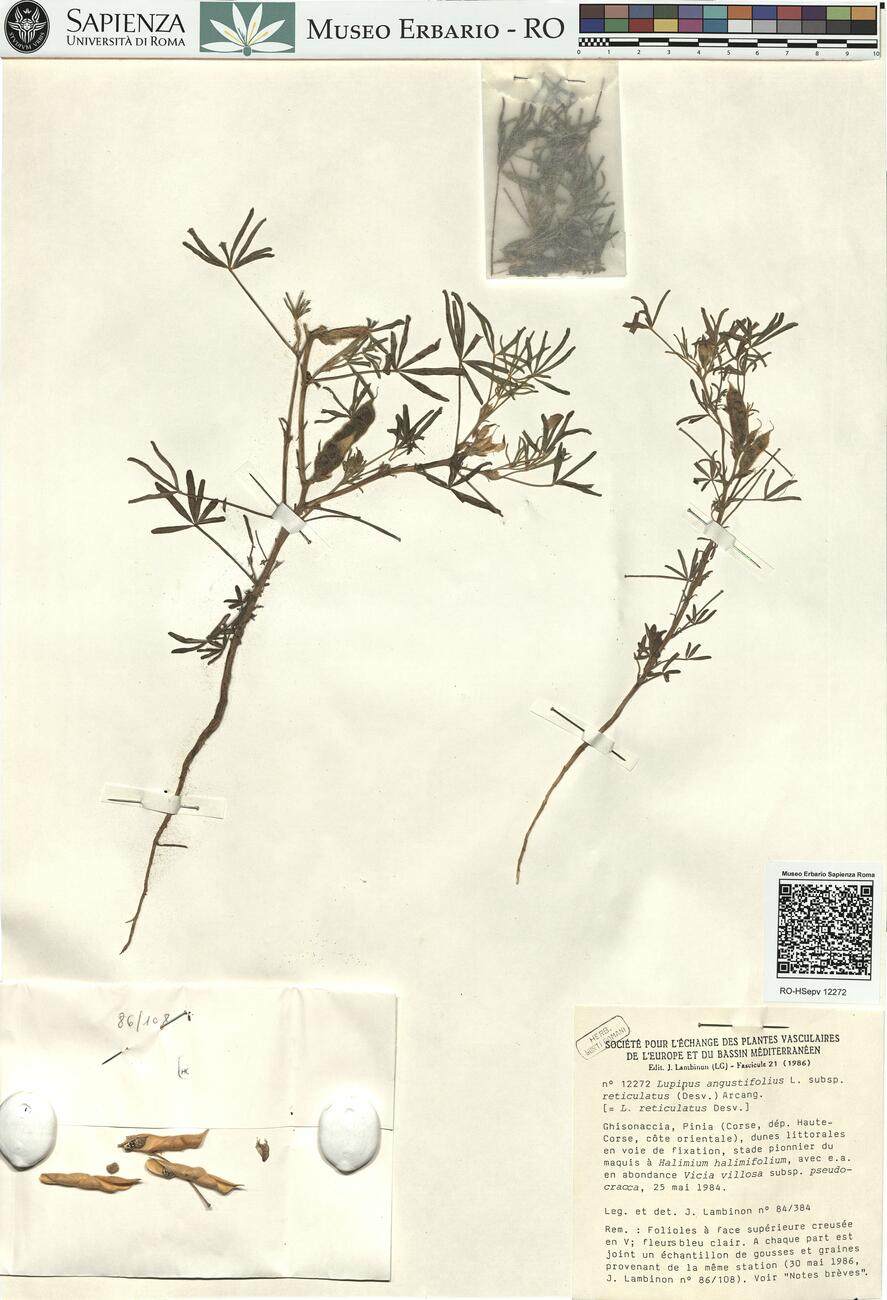 Lupinus angustifolius L. subsp. reticulatus (Desv.) Arcang. -  RO-HSepv 12272 photo