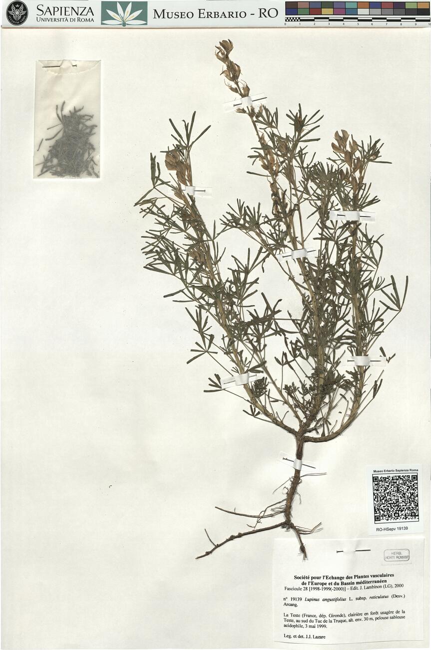 Lupinus angustifolius L. subsp. reticulatus (Desv.) Arcang. -  RO-HSepv 19139 photo