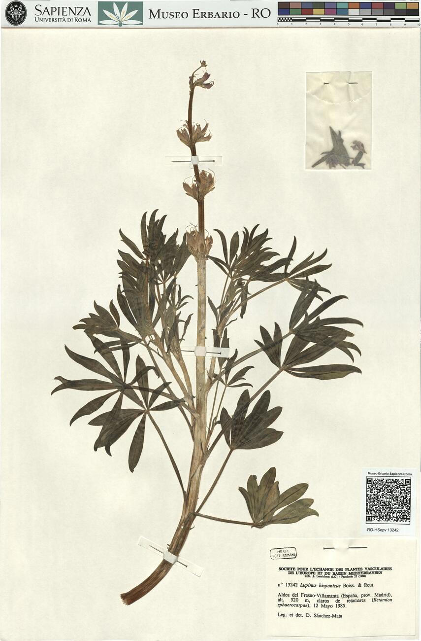 Lupinus hispanicus Boiss. & Reut. -  RO-HSepv 13242 photo