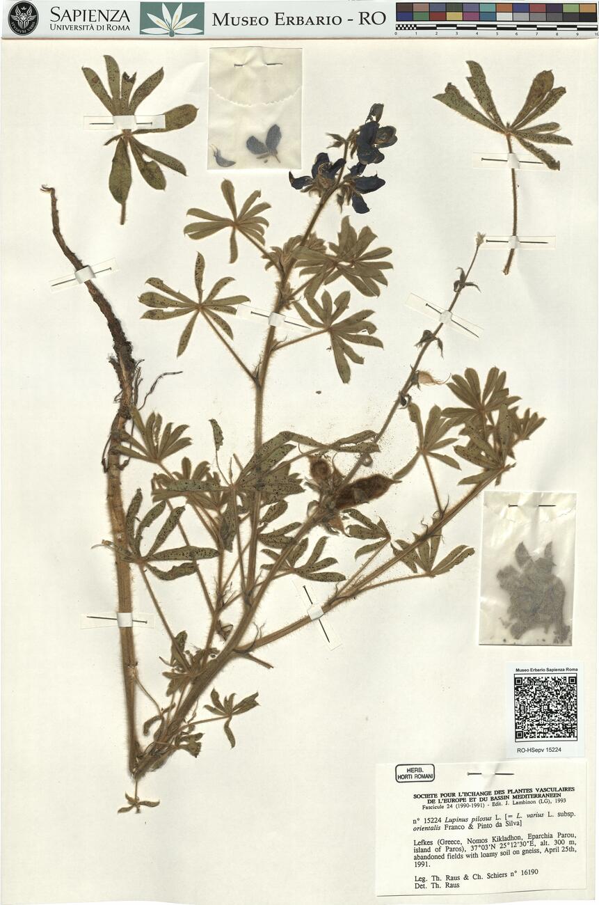 Lupinus pilosus L.  -  RO-HSepv 15224 photo