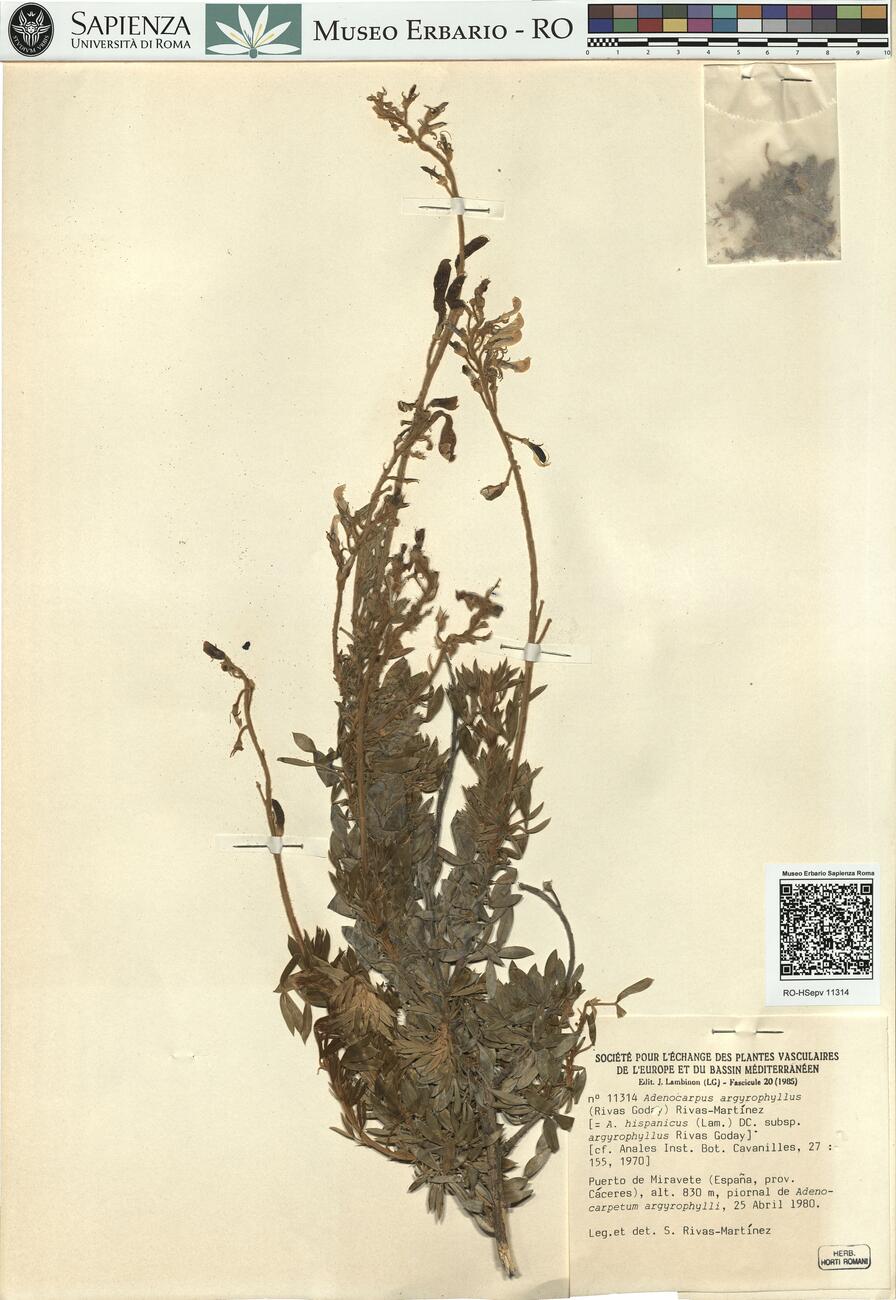 Adenocarpus argyrophyllus (Rivas Goday) Rivas-Martínez  -  RO-HSepv 11314 photo