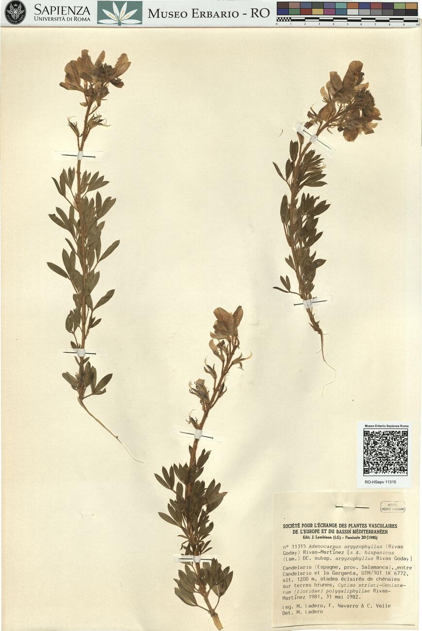 Adenocarpus argyrophyllus (Rivas Goday) Rivas-Martínez  -  RO-HSepv 11315 photo