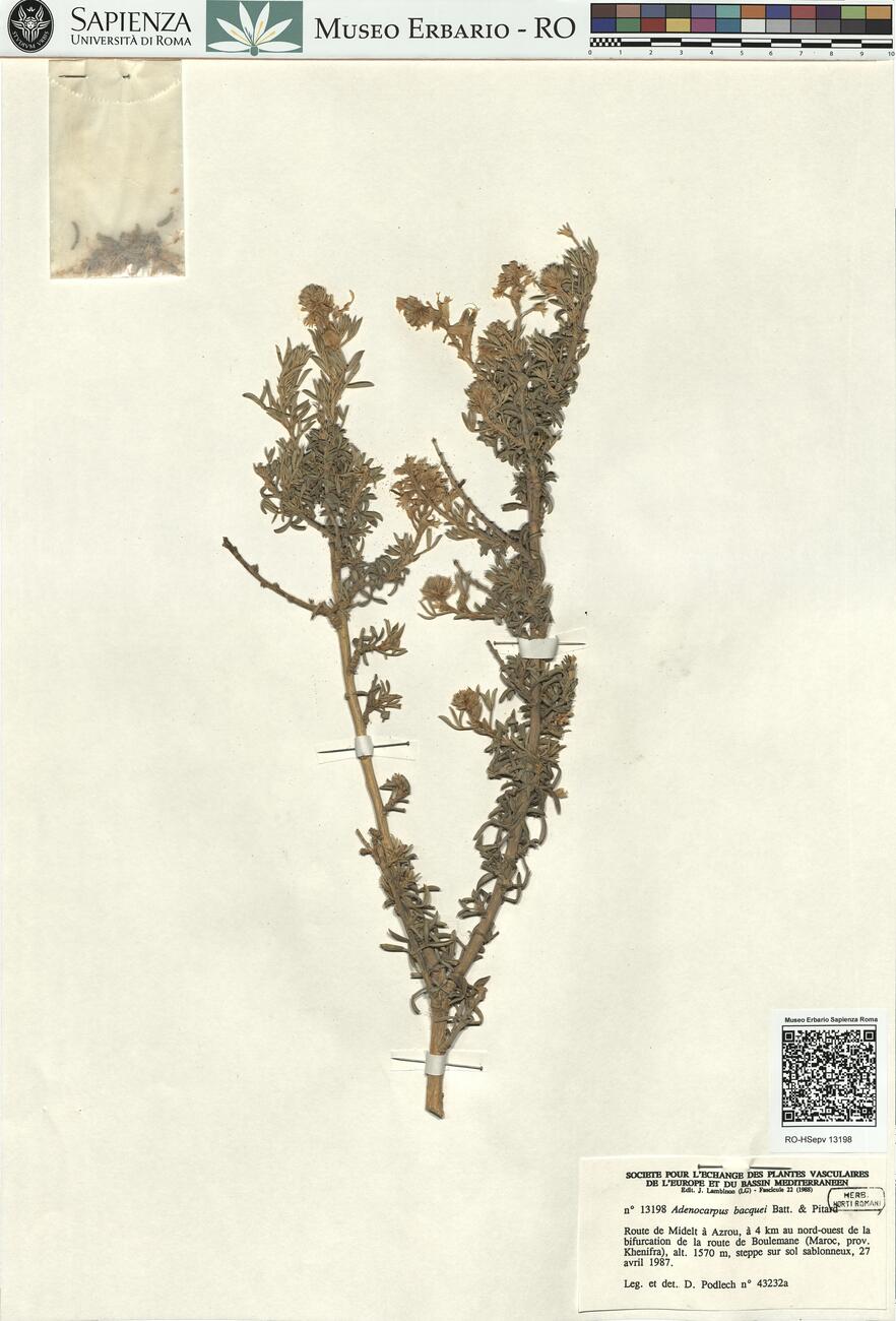 Adenocarpus bacquei Batt. & Pitard  -  RO-HSepv 13198 photo