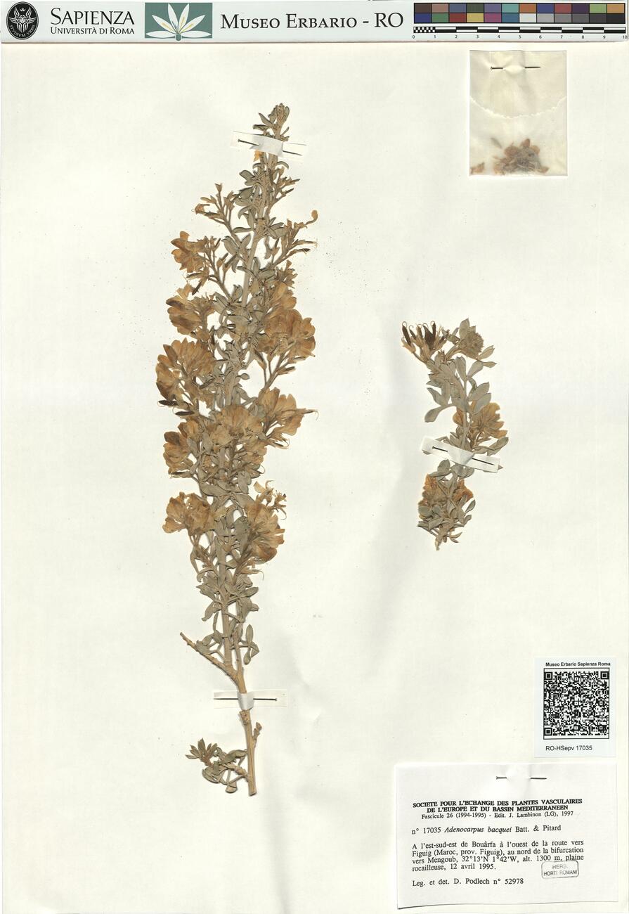 Adenocarpus bacquei Batt. & Pitard  -  RO-HSepv 17035 photo