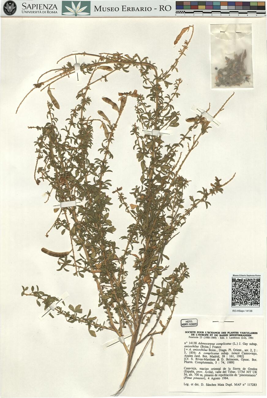 Adenocarpus complicatus (L.) Gay subsp. anisochilus (Boiss.) Franco -  RO-HSepv 14138 photo