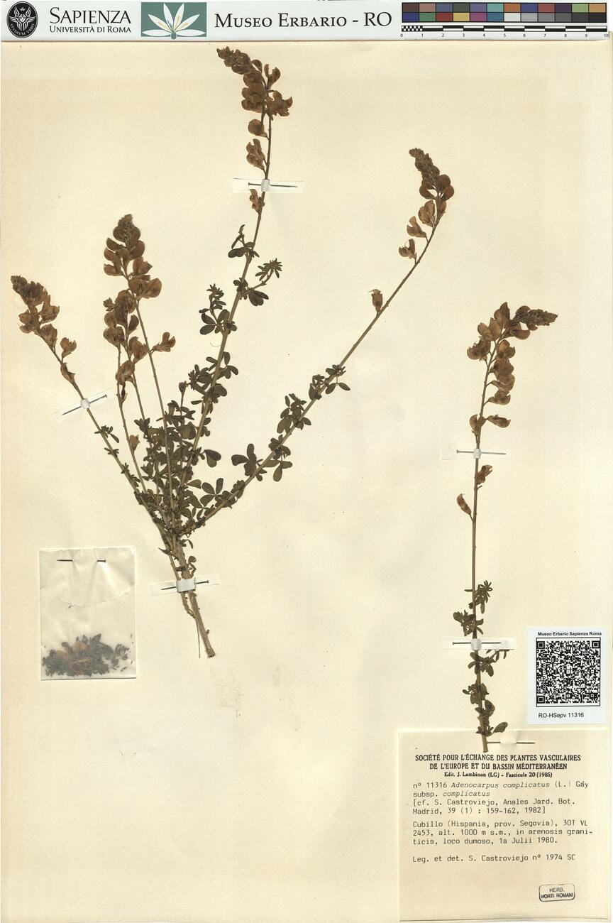 Adenocarpus complicatus (L.) Gay subsp. complicatus  -  RO-HSepv 11316 photo