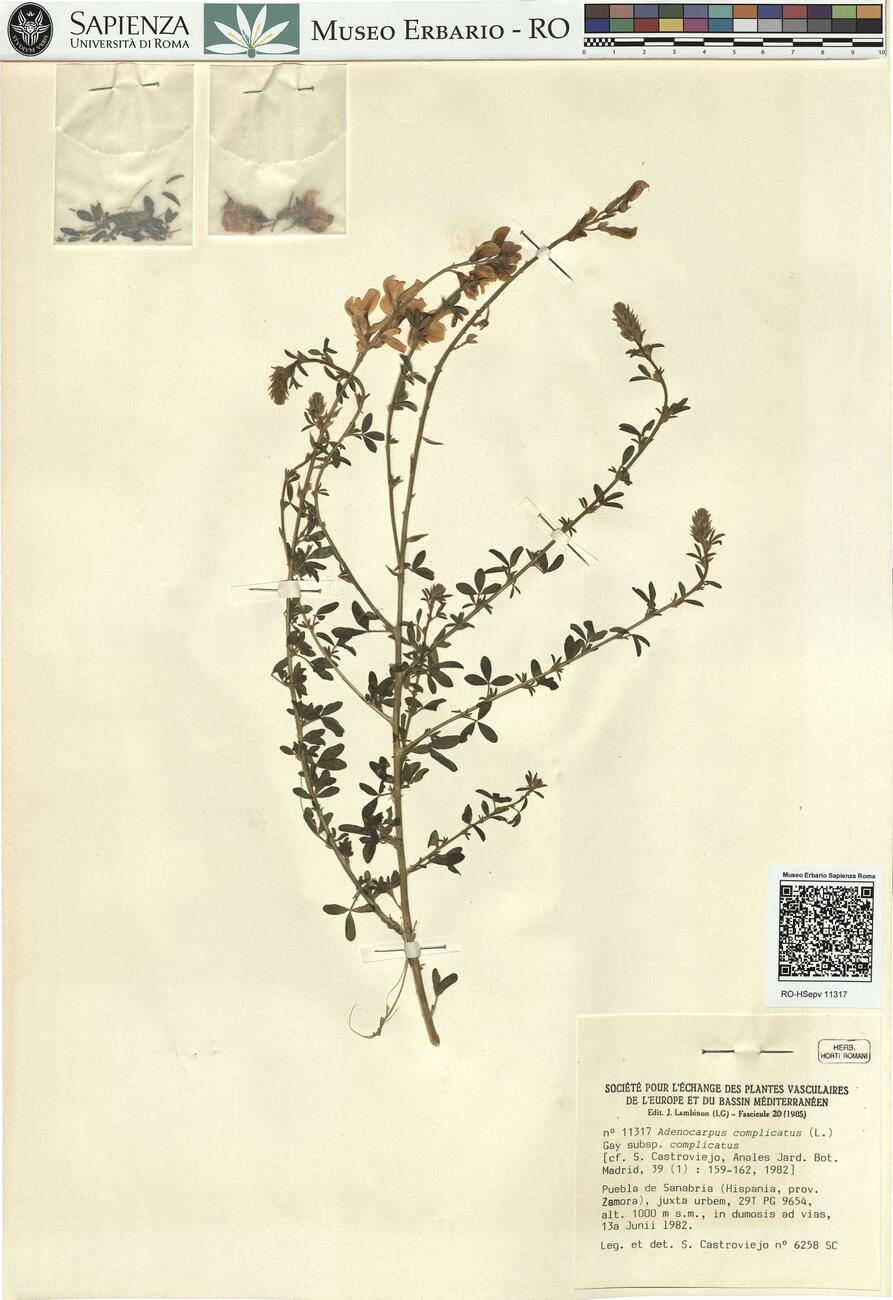 Adenocarpus complicatus (L.) Gay subsp. complicatus  -  RO-HSepv 11317 photo