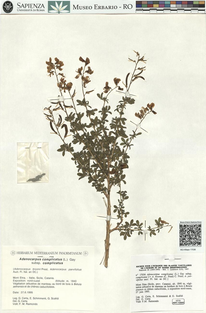 Adenocarpus complicatus (L.) Gay subsp. complicatus  -  RO-HSepv 17036 photo