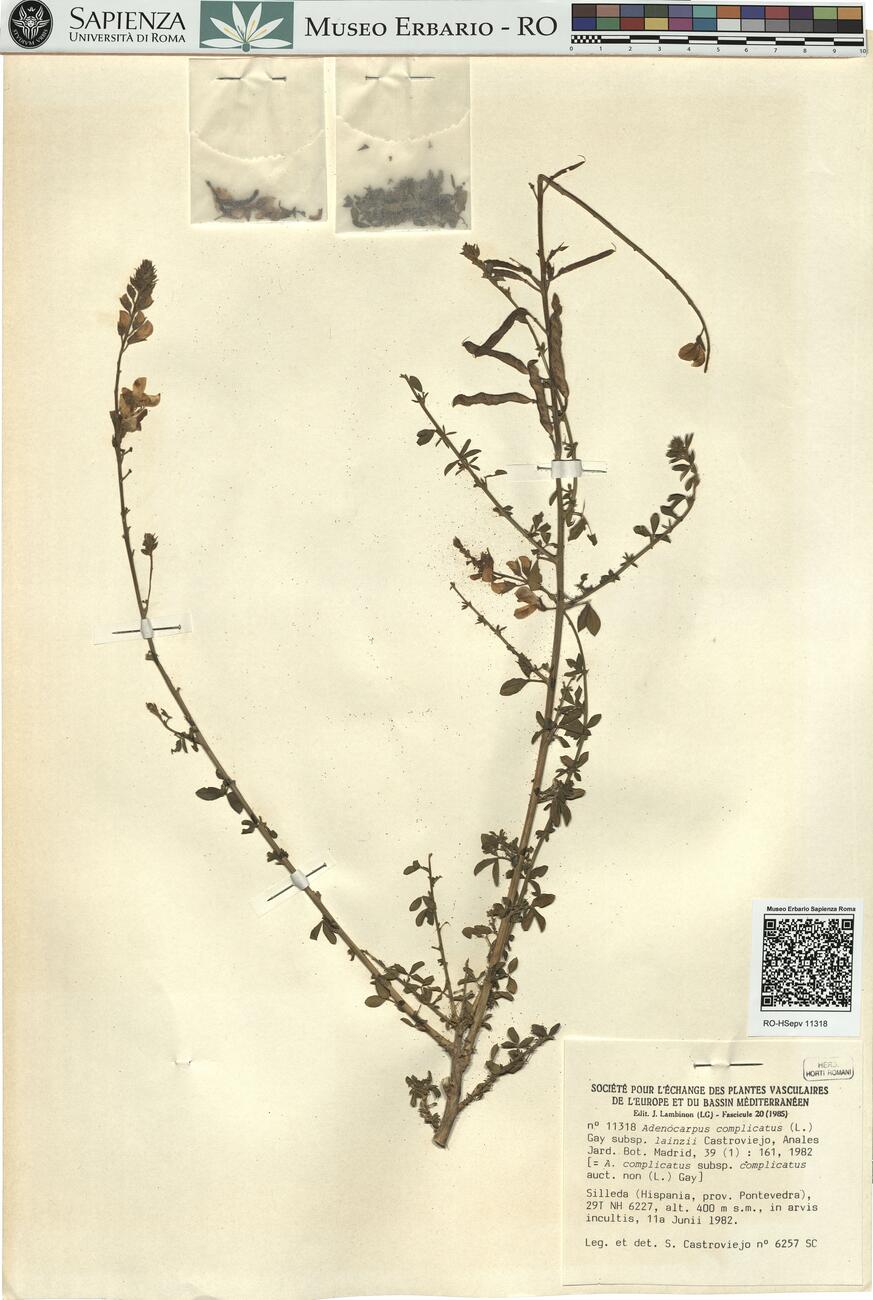 Adenocarpus complicatus (L.) Gay subsp. lainzii Castroviejo ^ -  RO-HSepv 11318 photo