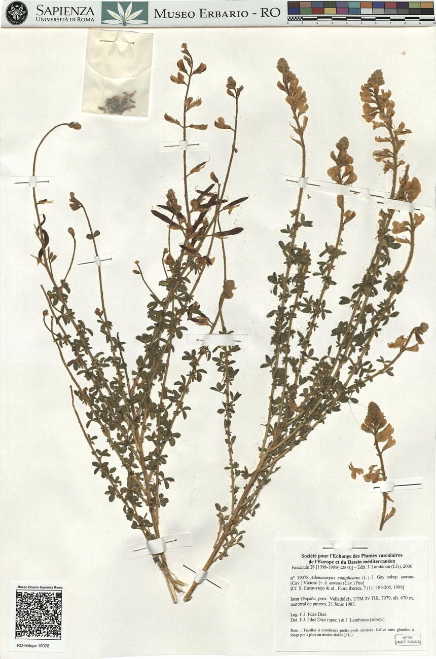 Adenocarpus complicatus (L.) J. Gay subsp. aureus (Cav.) Vicioso -  RO-HSepv 19078 photo