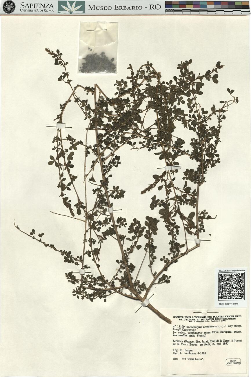 Adenocarpus complicatus (L.) J. Gay subsp. lainzii Castroviejo -  RO-HSepv 13199 photo