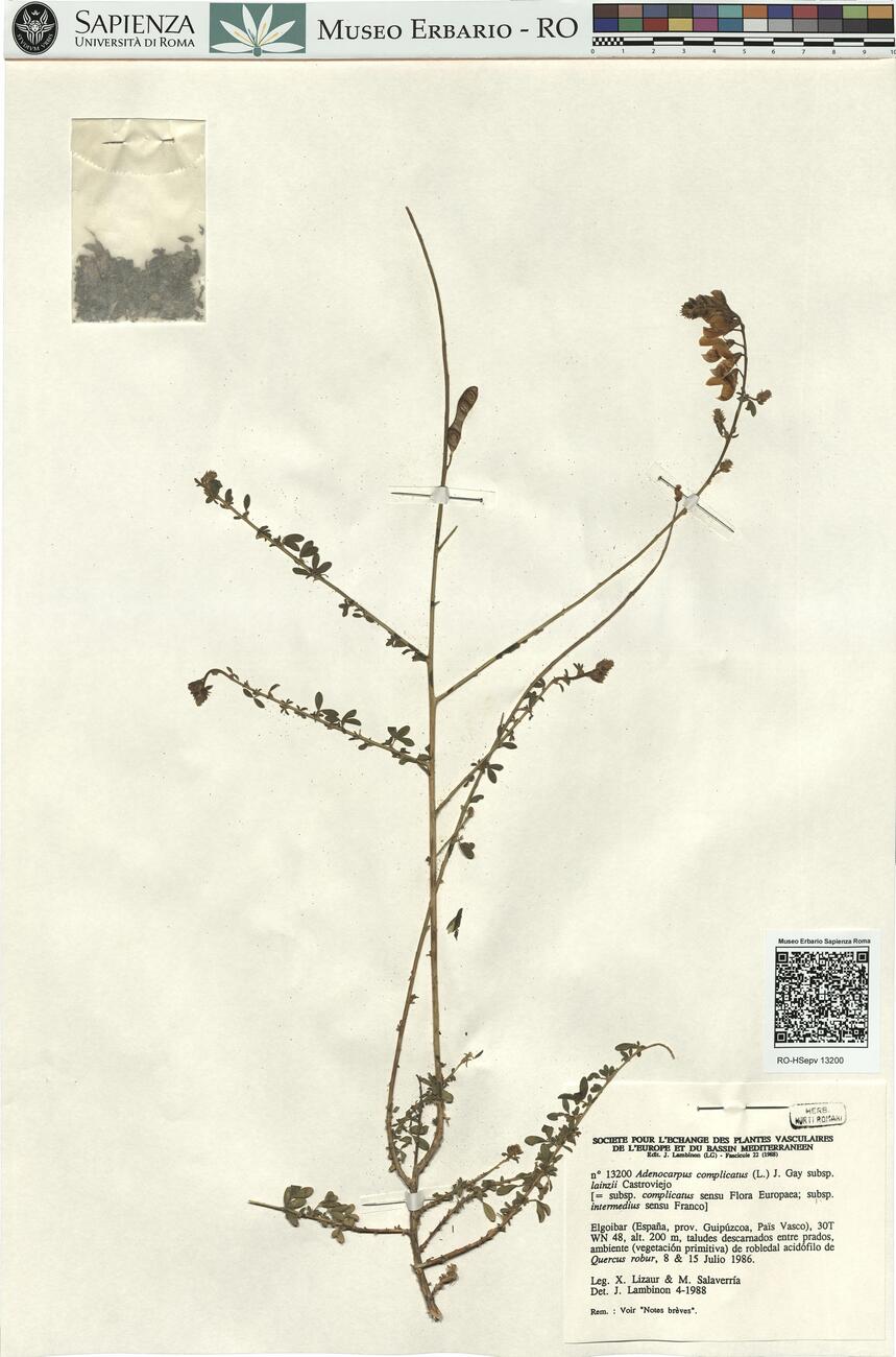 Adenocarpus complicatus (L.) J. Gay subsp. lainzii Castroviejo -  RO-HSepv 13200 photo