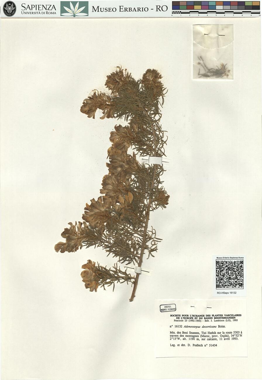 Adenocarpus decorticans Boiss. -  RO-HSepv 16132 photo