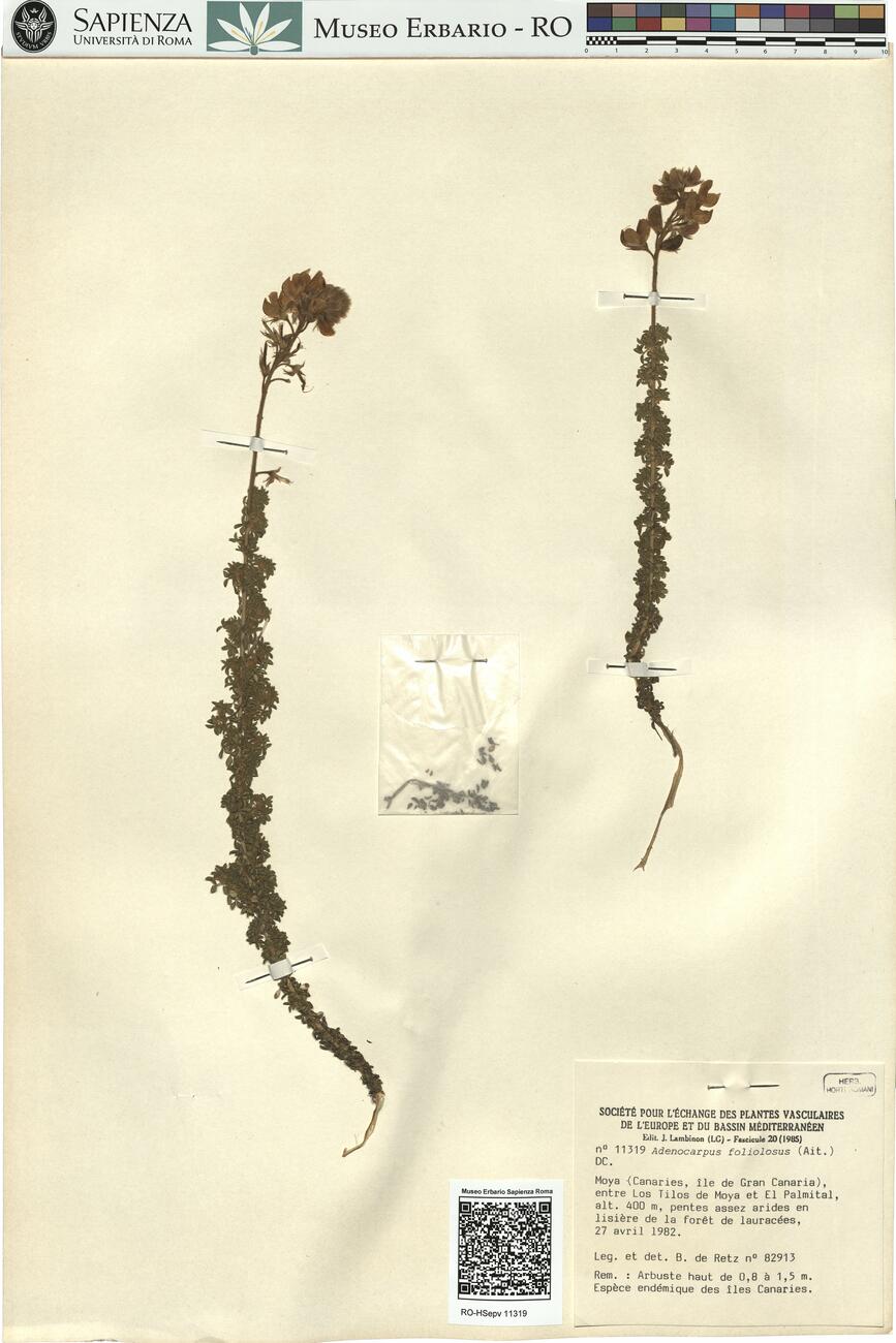 Adenocarpus foliolosus (Ait.) DC. -  RO-HSepv 11319 photo