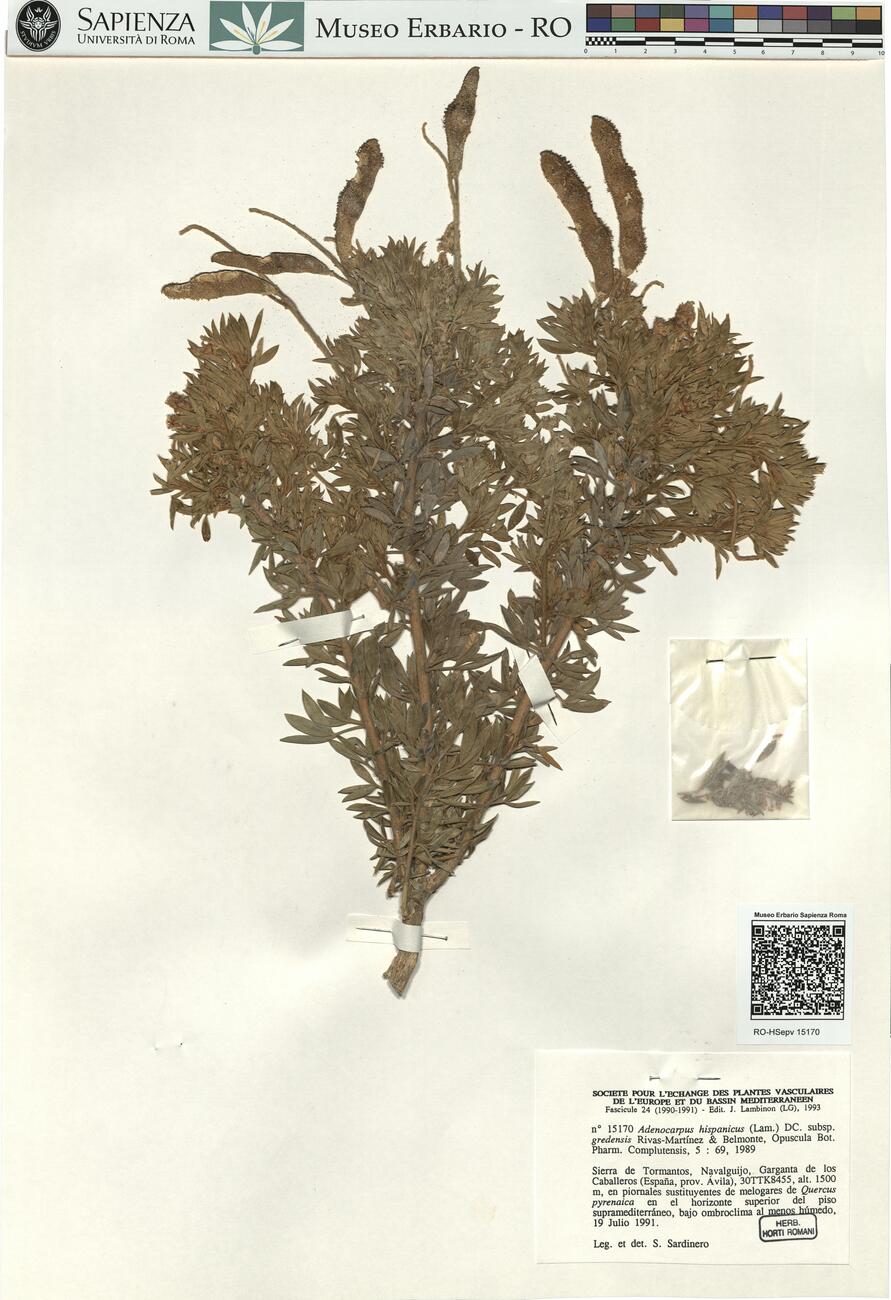 Adenocarpus hispanicus (Lam.) DC. subsp. gredensis Rivas-Martínez & Belmonte ^ -  RO-HSepv 15170 photo