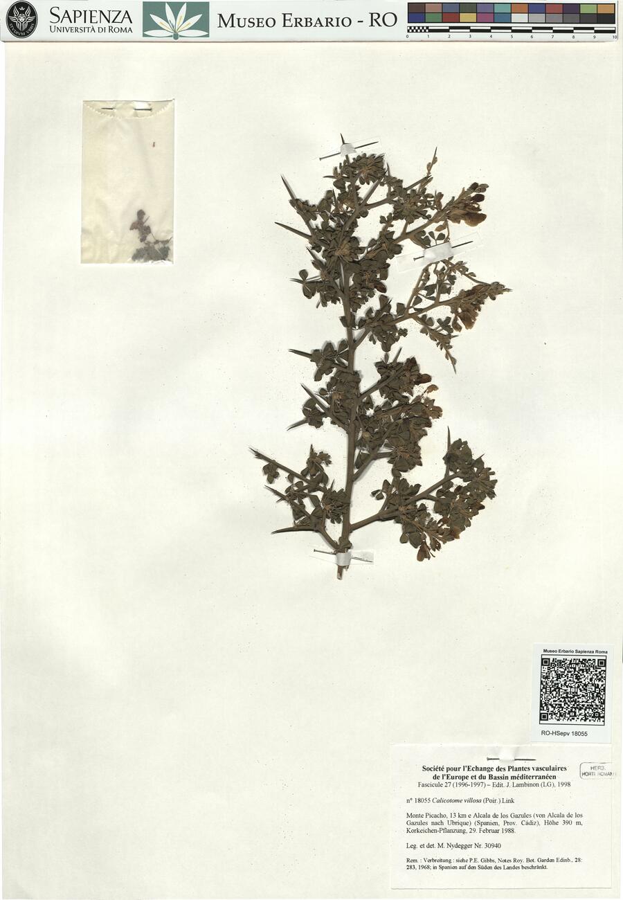 Calicotome villosa (Poir.) Link  -  RO-HSepv 18055 photo