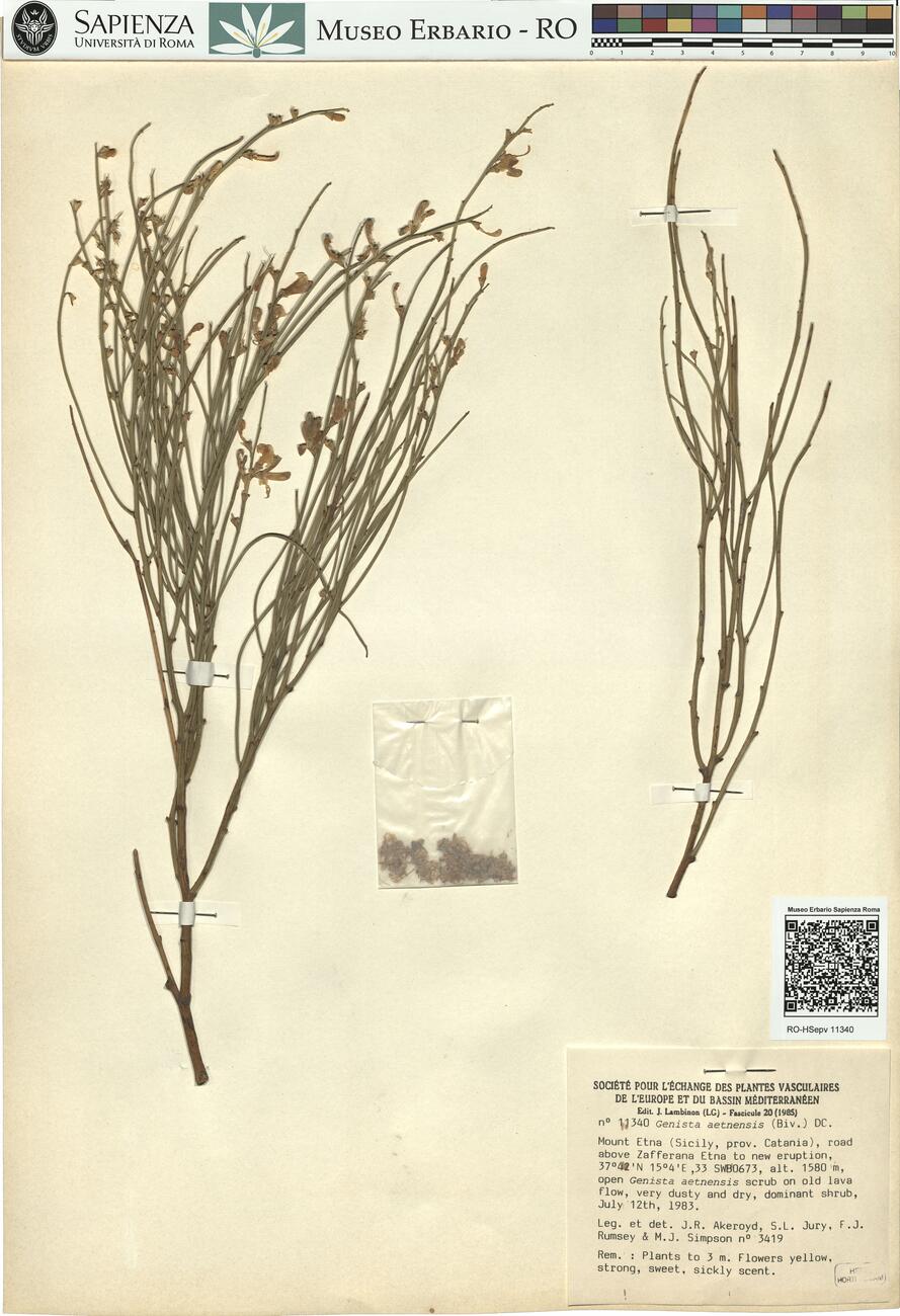 Genista aetnensis (Biv.) DC. -  RO-HSepv 11340 photo