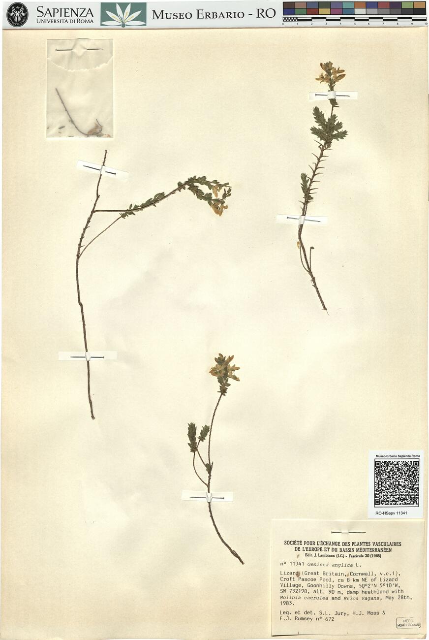 Genista anglica L. -  RO-HSepv 11341 photo