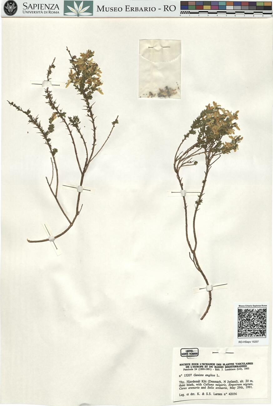 Genista anglica L. -  RO-HSepv 15207 photo