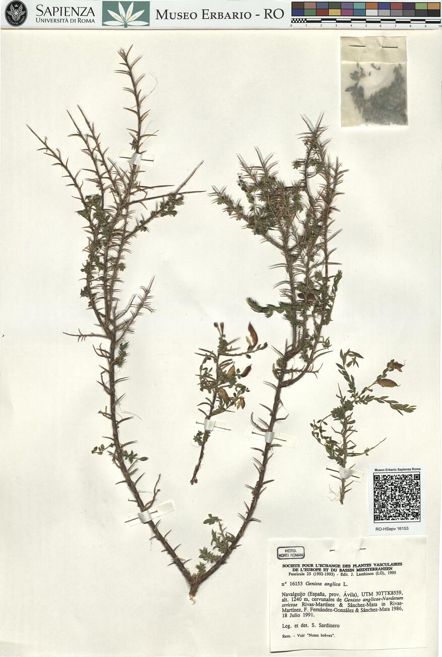 Genista anglica L. -  RO-HSepv 16153 photo