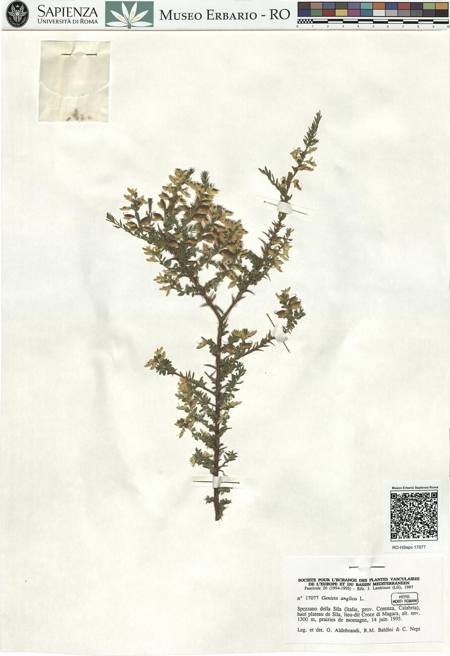 Genista anglica L. -  RO-HSepv 17077 photo