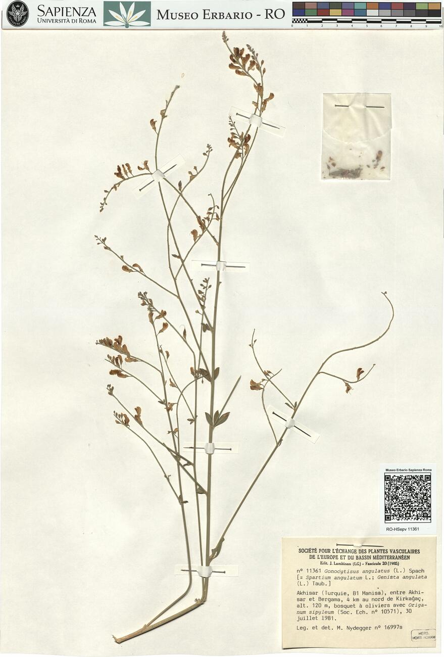 Gonocytisus angulatus (L.) Spach -  RO-HSepv 11361 photo