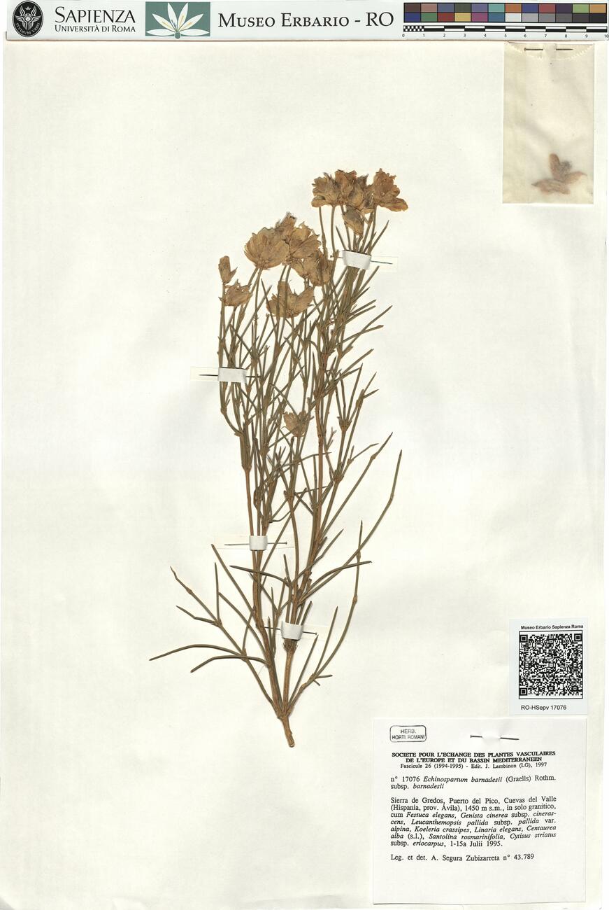 Echinospartum barnardesii (Graells) Rothm. subsp. barnardesii -  RO-HSepv 17076 photo