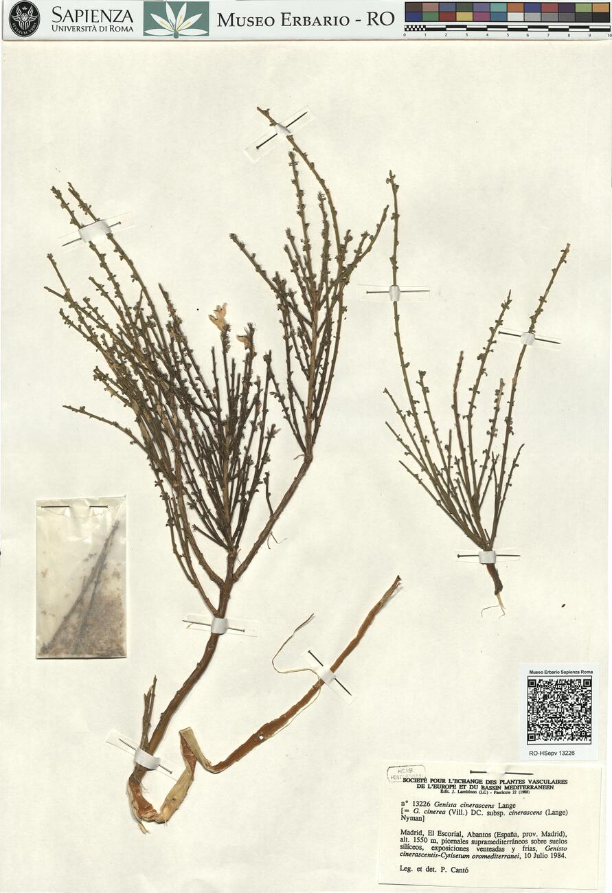 Genista cinerascens Lange -  RO-HSepv 13226 photo