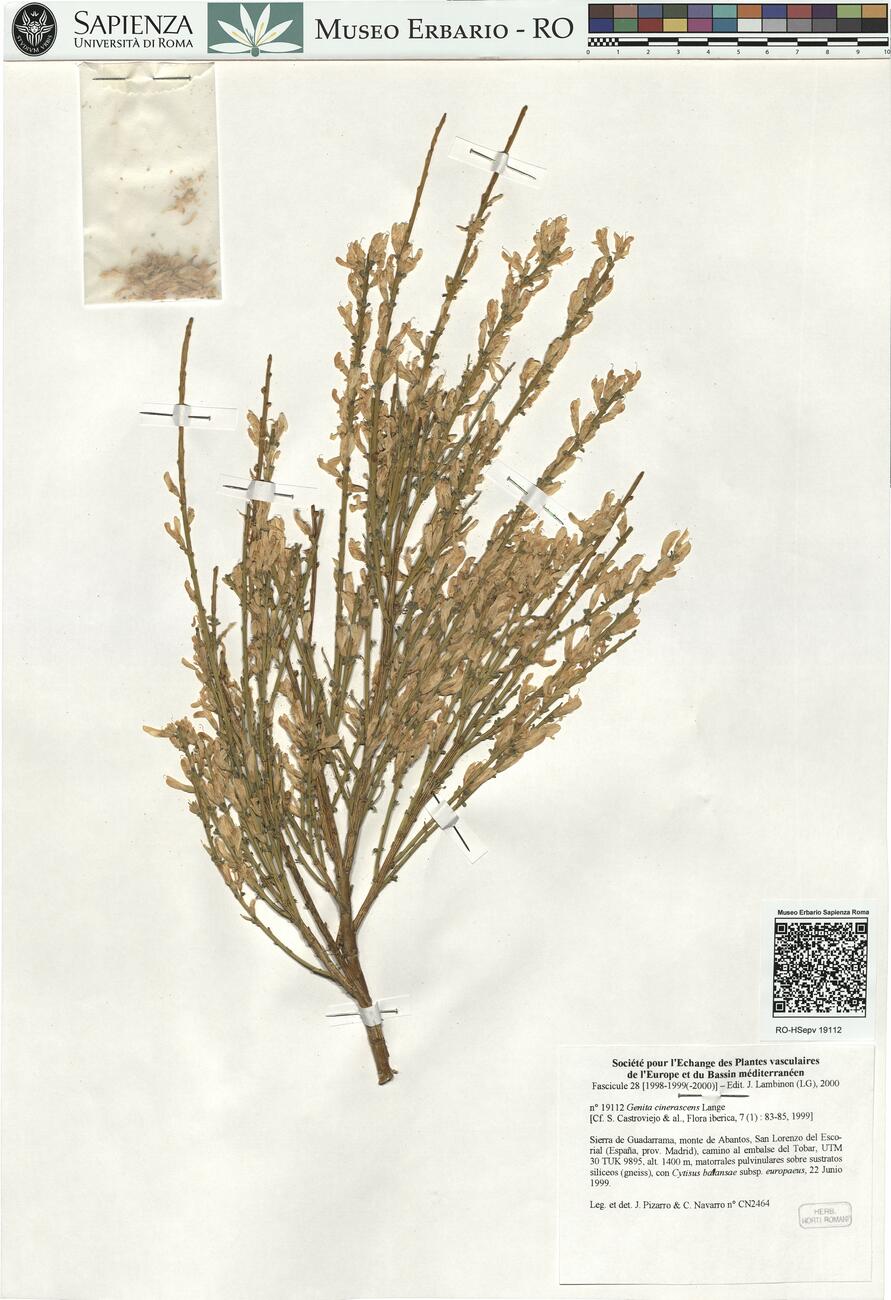 Genista cinerascens Lange -  RO-HSepv 19112 photo