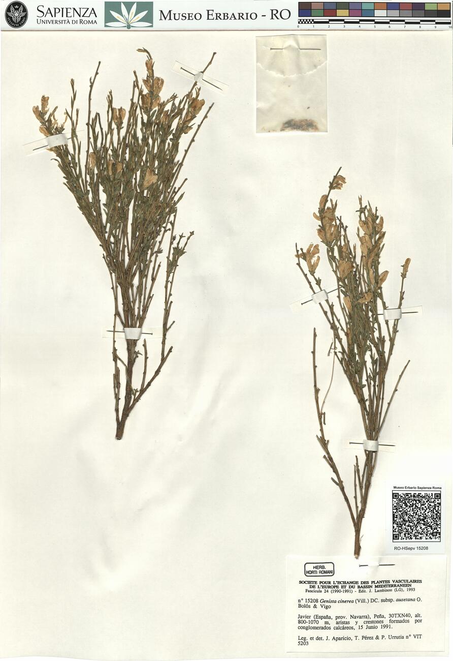 Genista cinerea (Vill.) DC. subsp. ausetana O. Bolós & Vigo  -  RO-HSepv 15208 photo