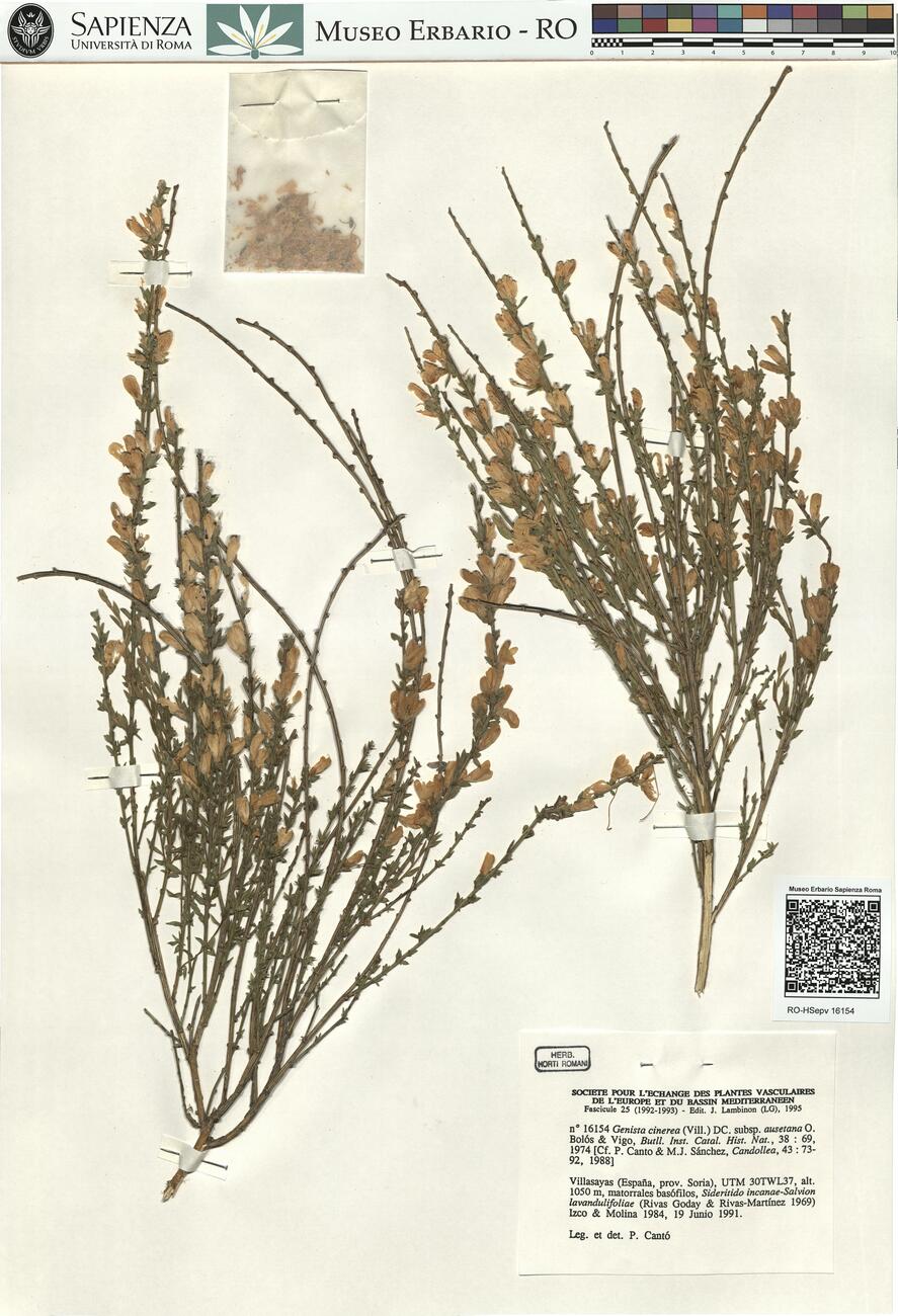 Genista cinerea (Vill.) DC. subsp. ausetana O. Bolós & Vigo ^ -  RO-HSepv 16154 photo