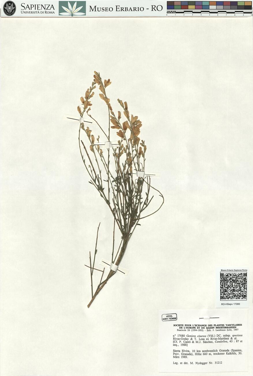 Genista cinerea (Vill.) DC. subsp. speciosa Rivas-Goday & T. Losa ex Rivas-Martínez & al. -  RO-HSepv 17080 photo