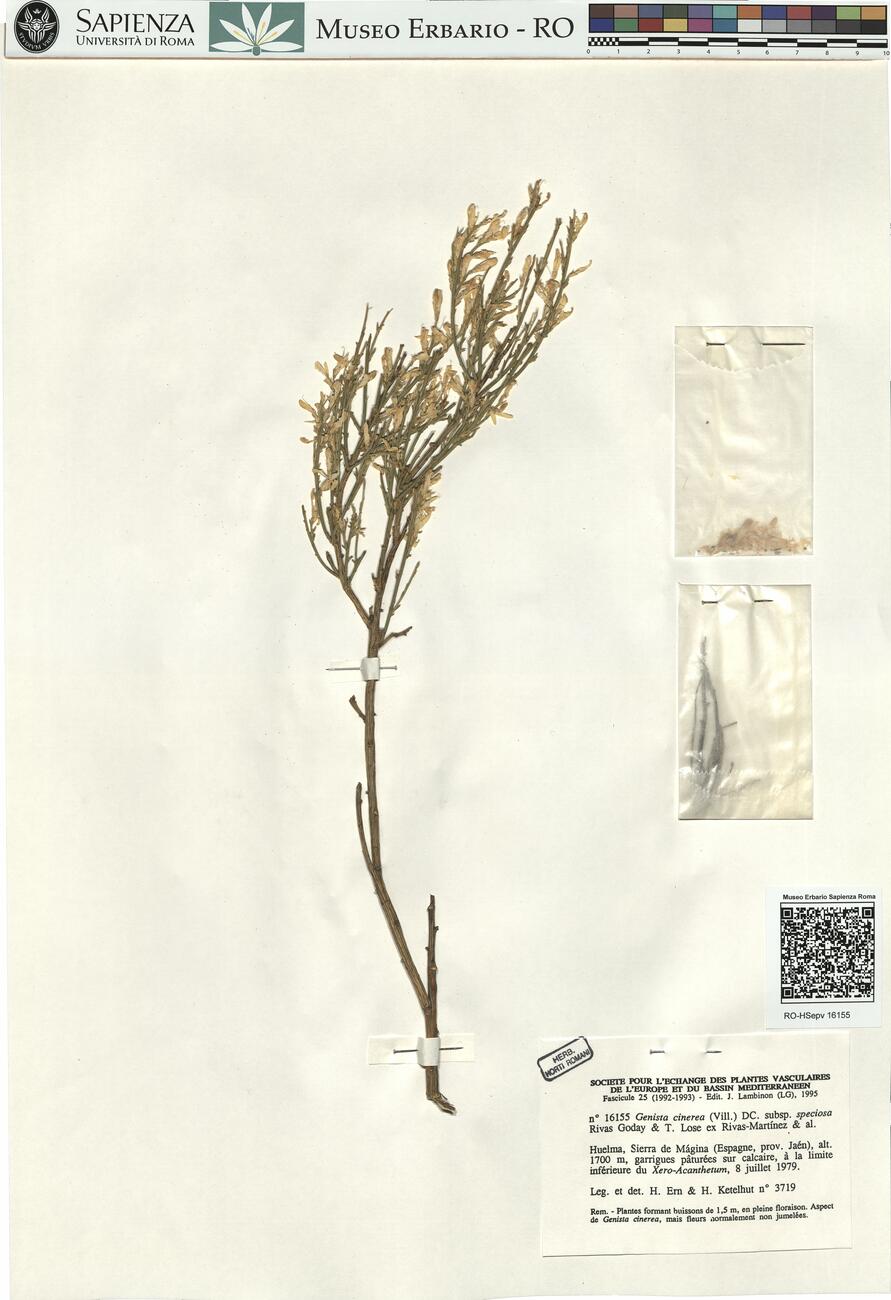 Genista cinerea (Vill.) DC. subsp. speciosa Rivas-Goday & T. Lose (sic) ex Rivas-Martínez & al. -  RO-HSepv 16155 photo