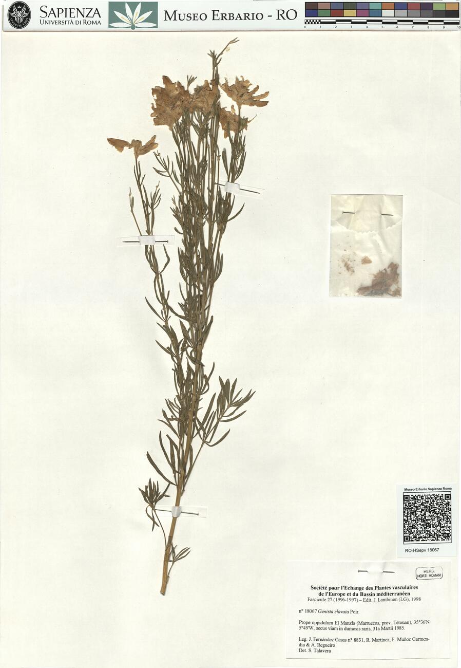 Genista clavata Poir. -  RO-HSepv 18067 photo