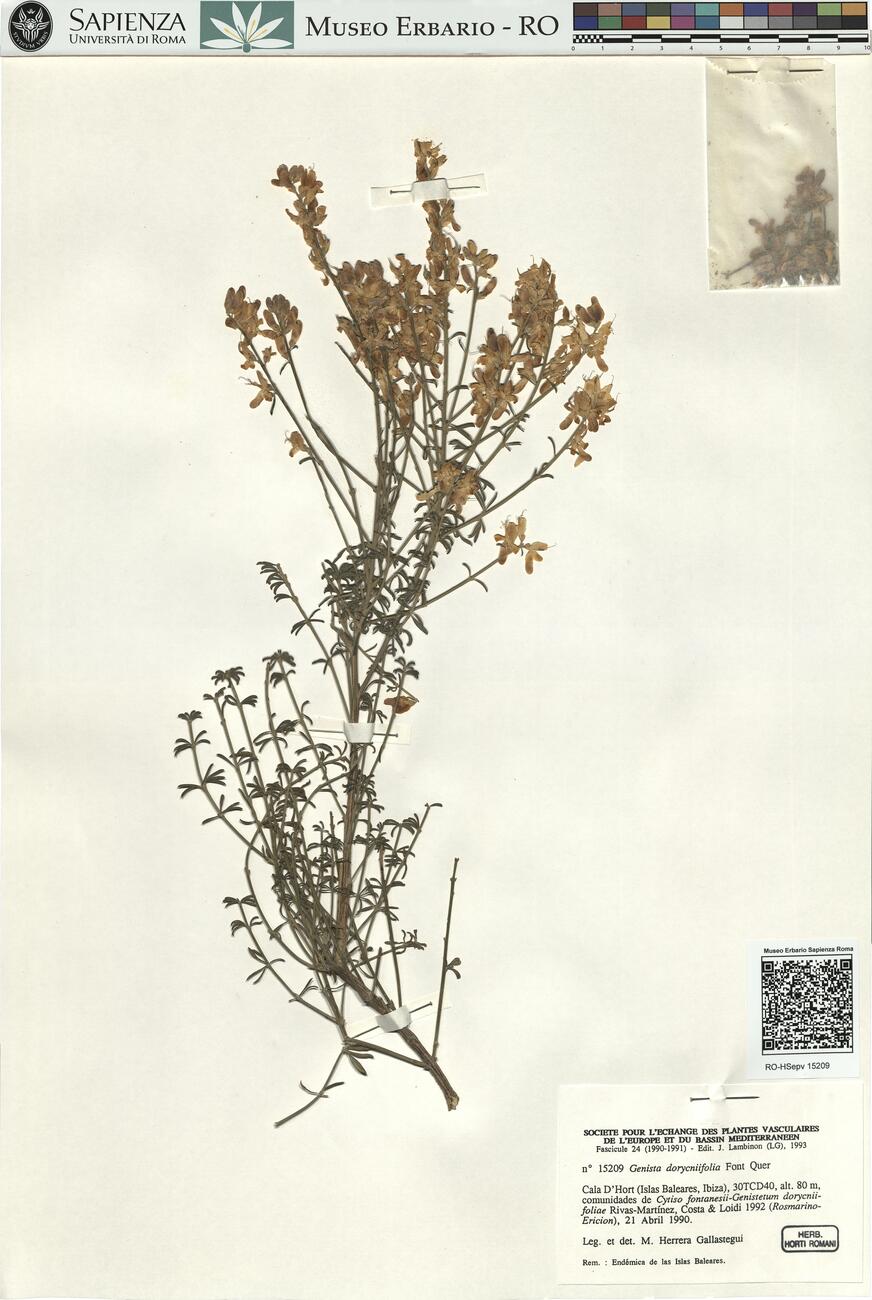 Genista dorycniifolia Font Quer -  RO-HSepv 15209 photo