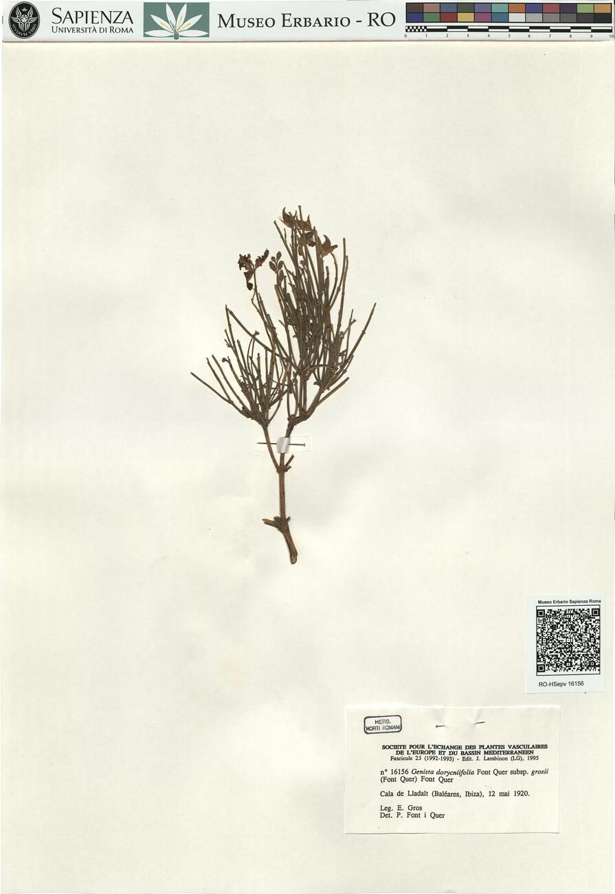 Genista dorycniifolia Font Quer subsp. grosii (Font Quer) Font Quer -  RO-HSepv 16156 photo