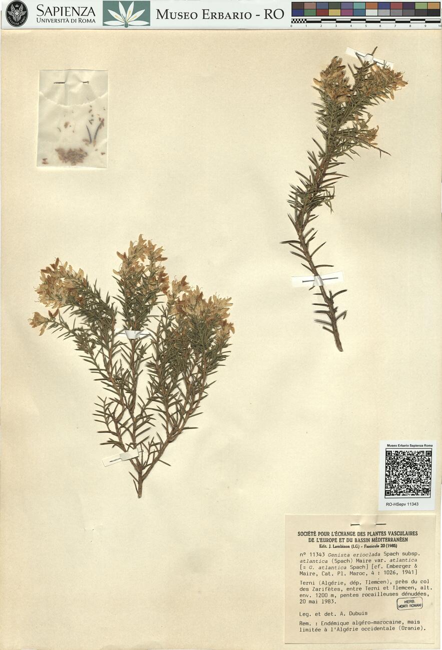 Genista erioclada Spach subsp. atlantica (Spach) Maire var. atlantica -  RO-HSepv 11343 photo