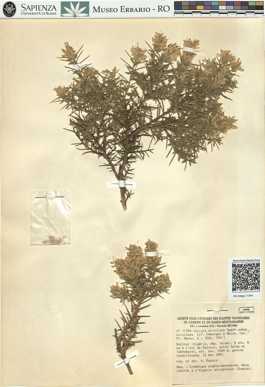 Genista erioclada Spach subsp. erioclada  -  RO-HSepv 11344 photo