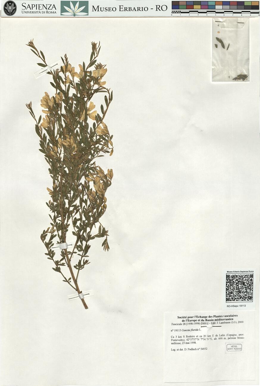 Genista florida L. -  RO-HSepv 19113 photo