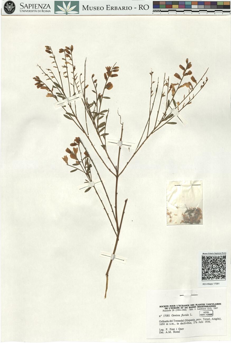 Genista florida L.  -  RO-HSepv 17081 photo