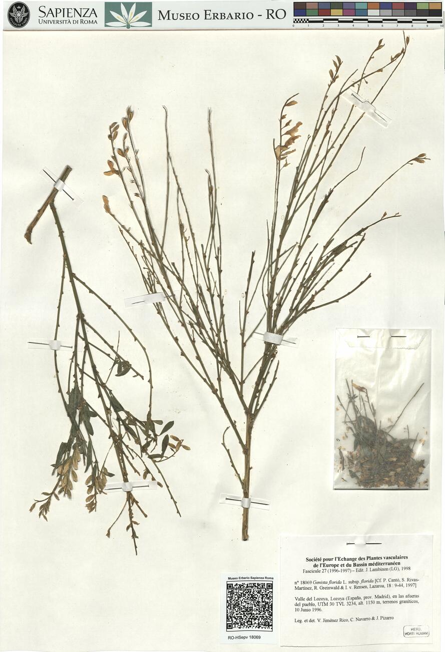 Genista florida L. subsp. florida  -  RO-HSepv 18069 photo