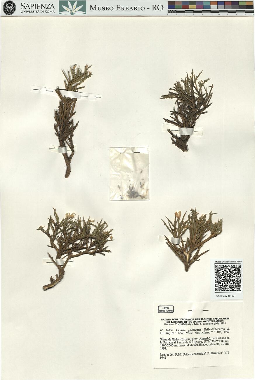 Genista gadorensis Uribe-Echebarria & Urrutia ^ -  RO-HSepv 16157 photo