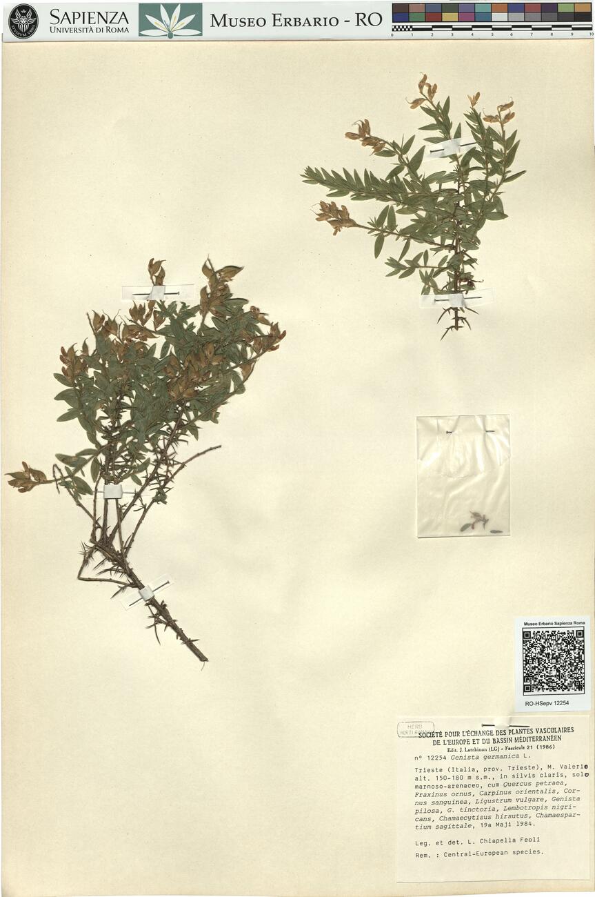 Genista germanica L. -  RO-HSepv 12254 photo