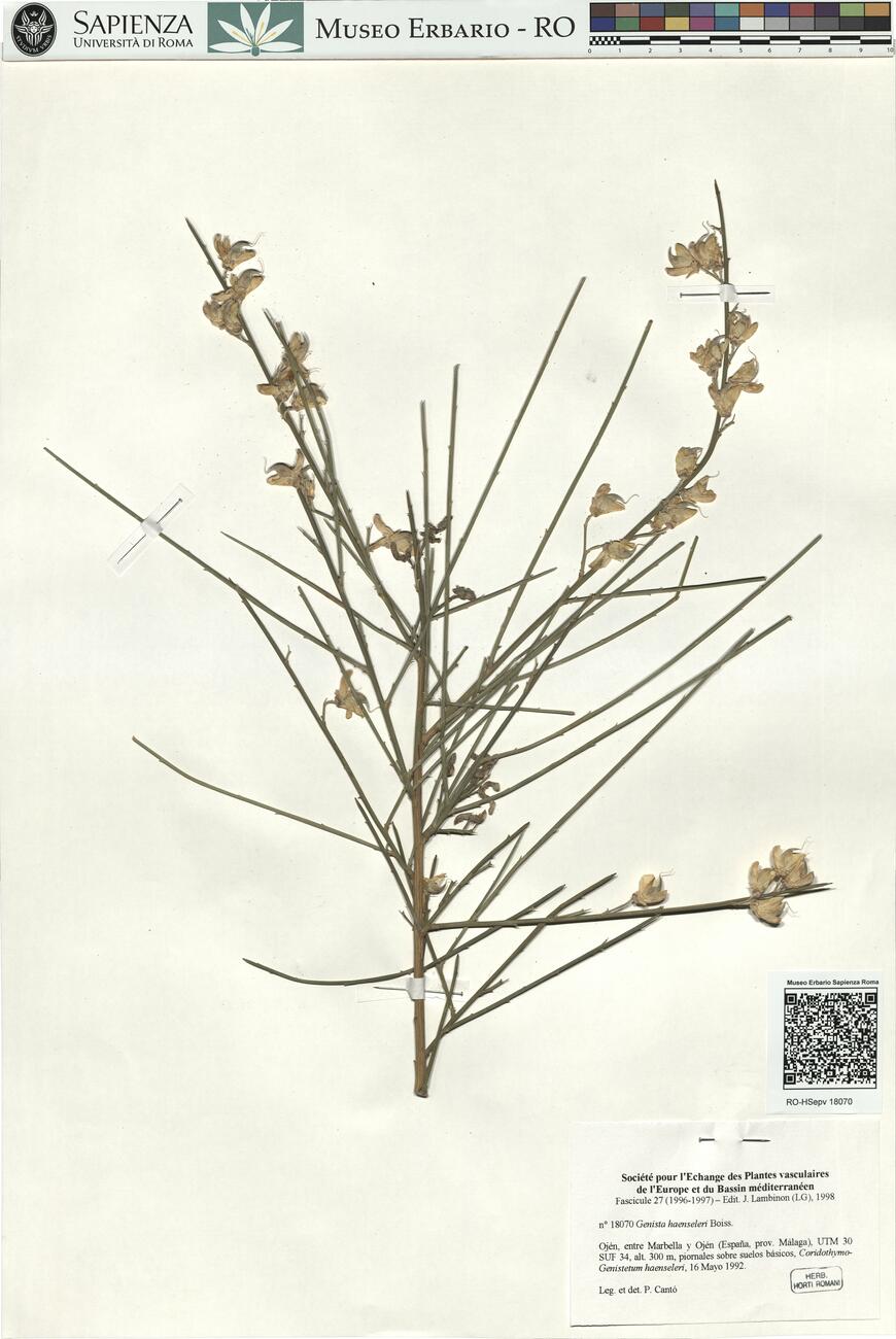 Genista haenseleri Boiss. -  RO-HSepv 18070 photo