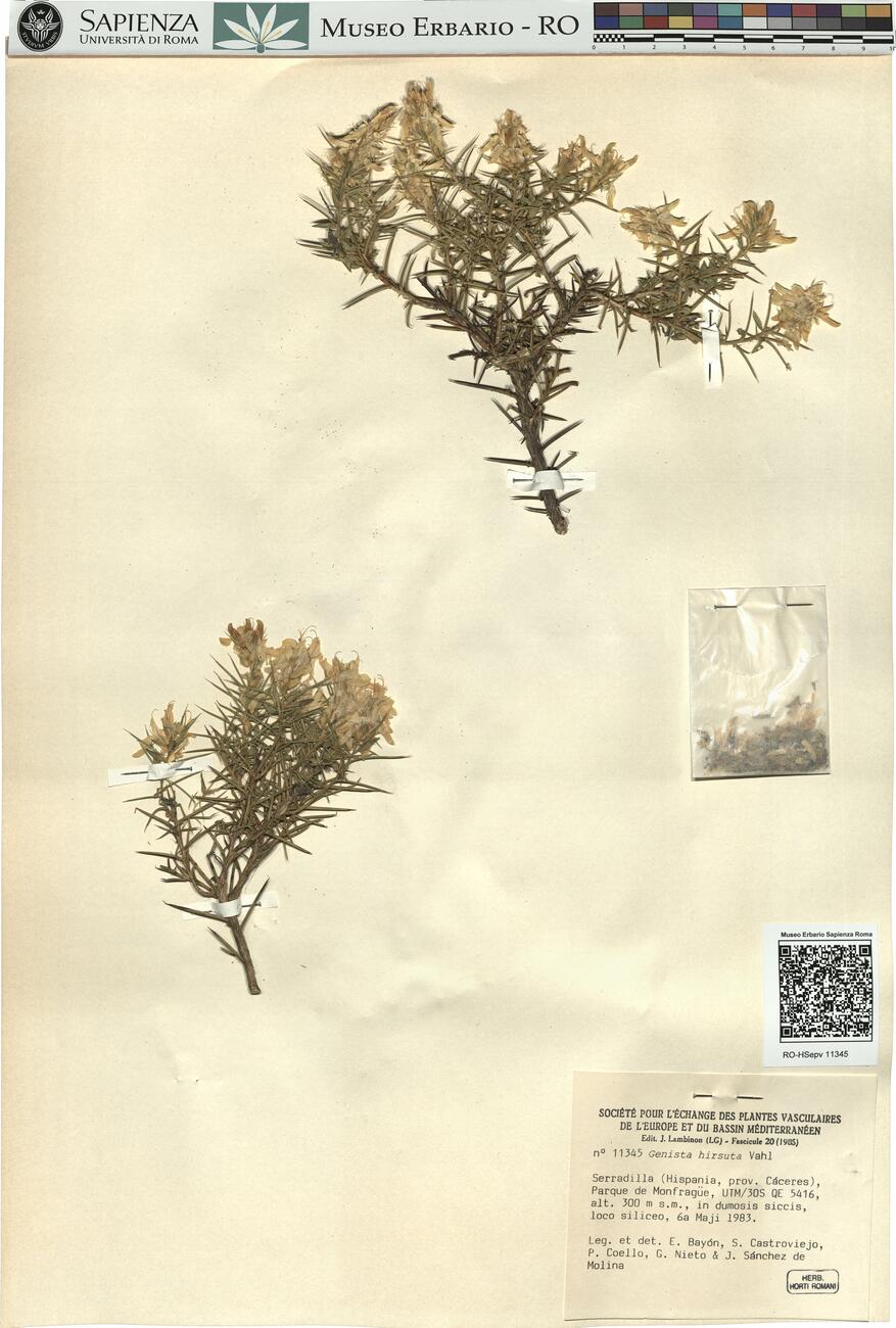 Genista hirsuta Vahl -  RO-HSepv 11345 photo