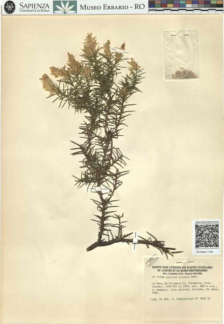 Genista hirsuta Vahl -  RO-HSepv 11346 photo
